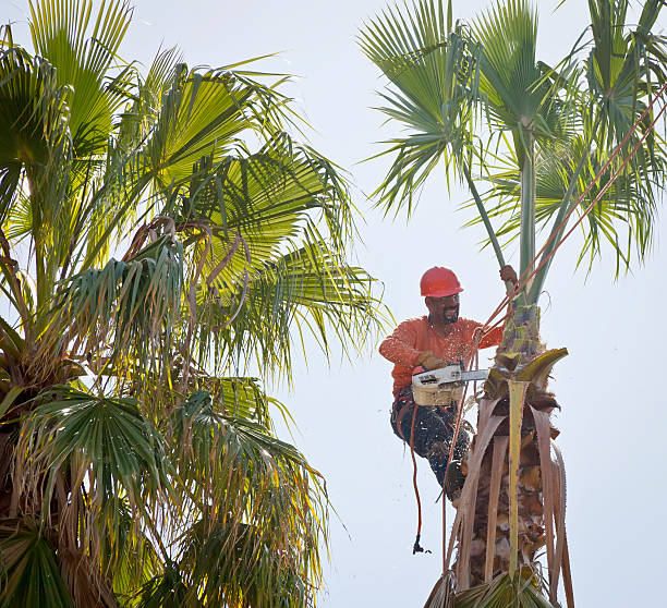 The Steps Involved in Our Tree Care Process in Eudora, AR